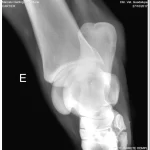 OEM/ODM Services 100 Portable X Ray